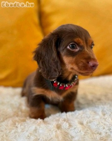 Dachshund puppies for adoption