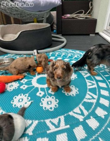 Mini dachshund puppies for sale