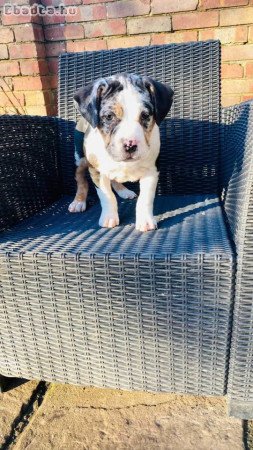 Pitbull puppies for sale with pedigree