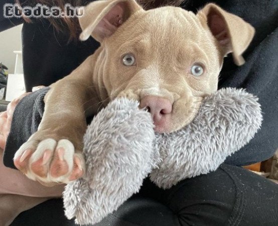 Registered pitbull puppies for adoption