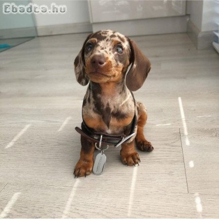 Dachshund puppies for adoption and rehoming