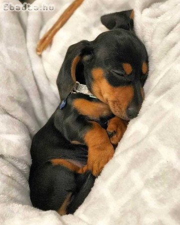 Dachshund puppies for adoption and rehoming