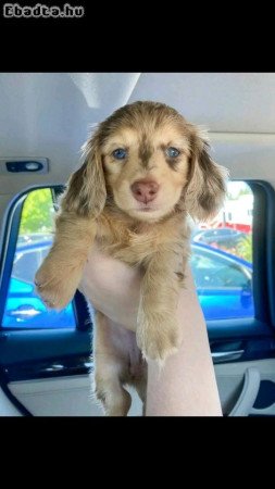 Dachshund puppies for adoption and rehoming