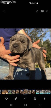 Cane corso for adoption and rehoming