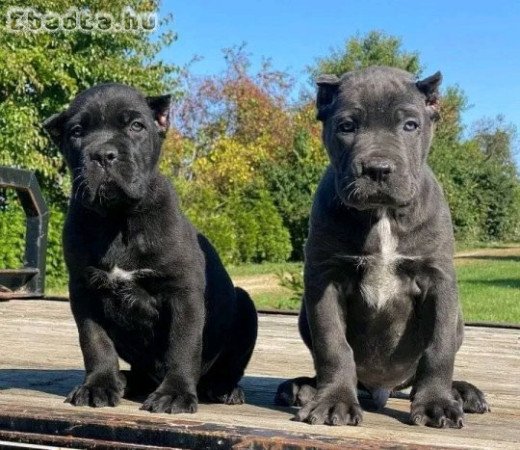 Pure breed cane corsos for adoption