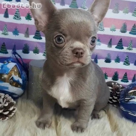 Chihuahua puppies for sale and adoption