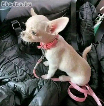 Chihuahua puppies for sale and adoption