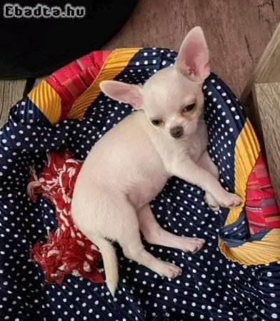 Chihuahua puppies for sale and adoption