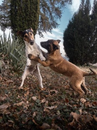 Malinois belga juhász