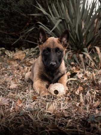 Malinois belga juhász