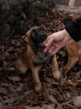 Malinois belga juhász