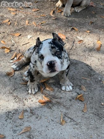 American bull dog for sale with pedigree