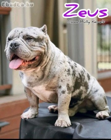 American bull dog for sale with pedigree