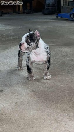 American bull dog for sale with pedigree