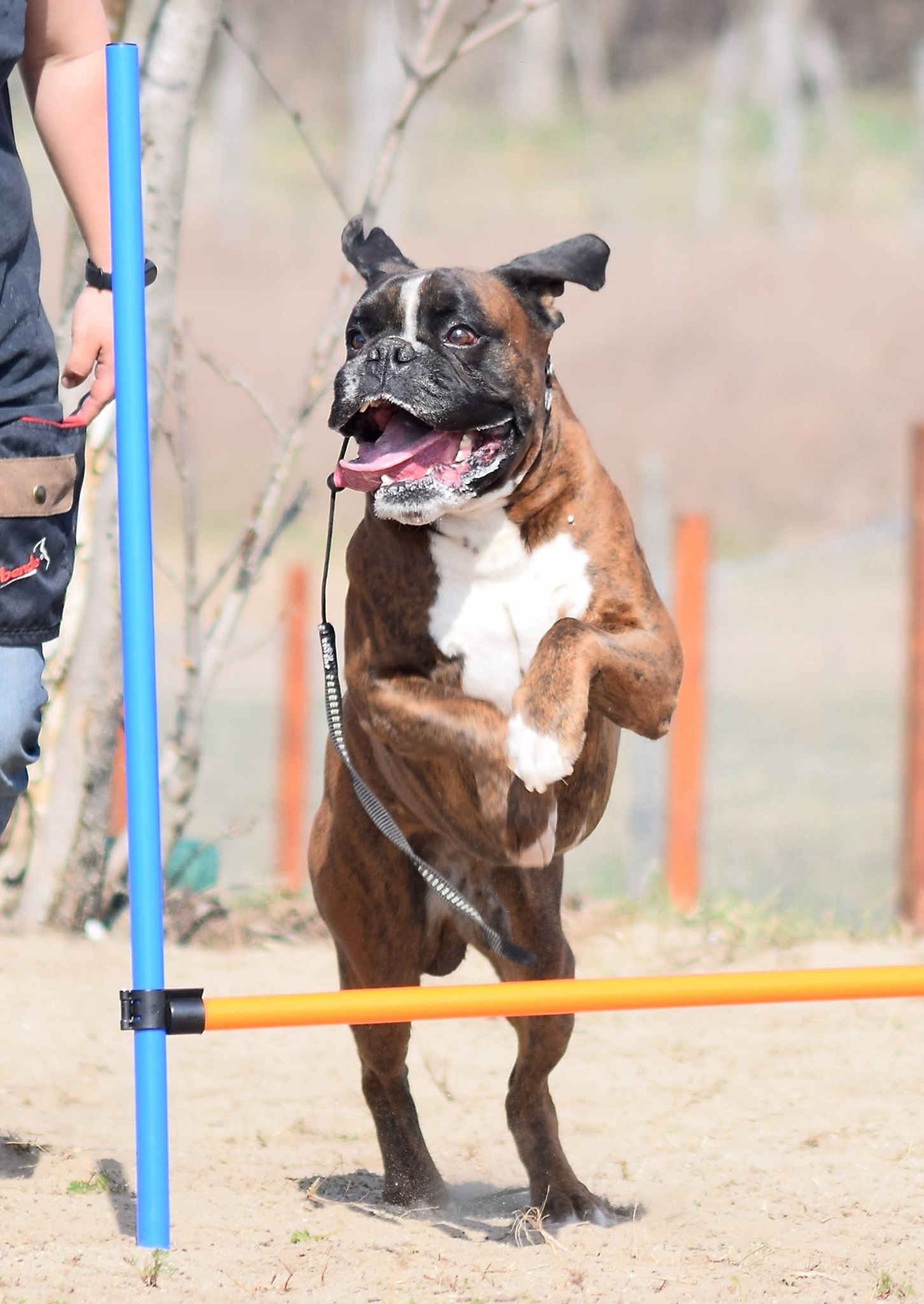 Krézi Dog Kutyaiskola
