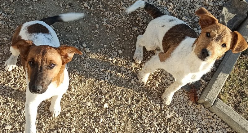 Fox terrier kis kutyák