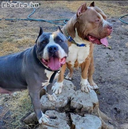 American bully for sale