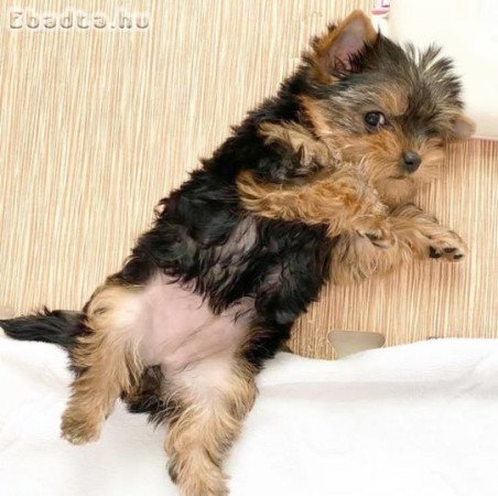 Yorkie puppies for sale