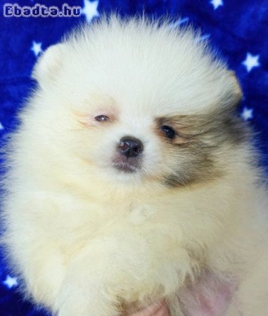 Pomeranian Boo Puppies