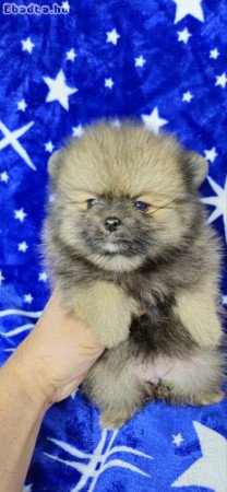 Pomeranian Boo Puppies