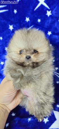 Pomeranian Boo Puppies