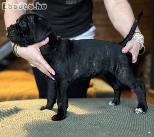 Cane Corso törzskönyves kiskutyák