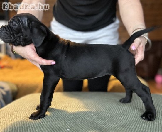 Cane Corso törzskönyves kiskutyák