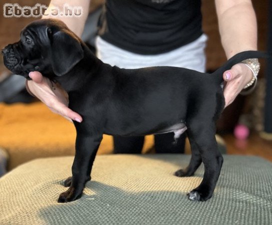 Cane Corso törzskönyves kiskutyák