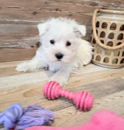 West Highland White Terrier