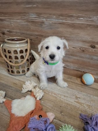 West Highland White Terrier