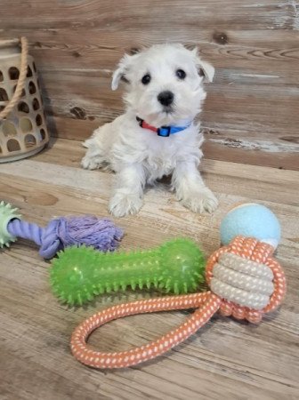 West Highland White Terrier