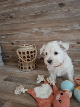 West Highland White Terrier