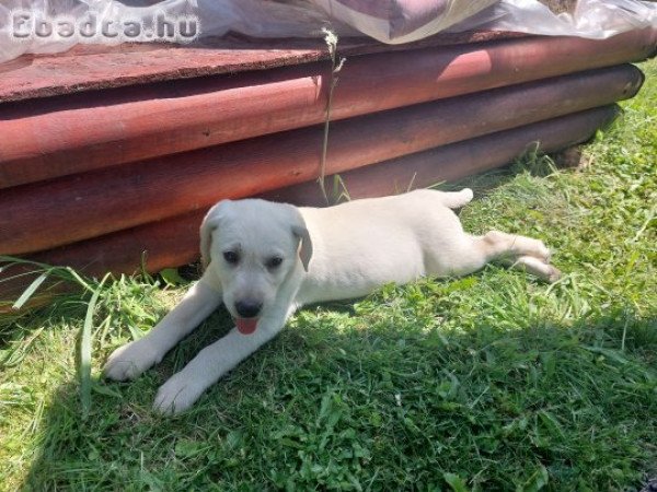 Labrador kölyök eladó.