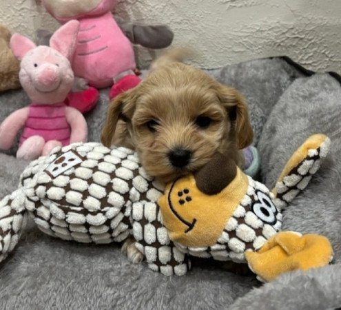 Maltipoo