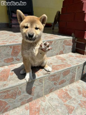 Shiba inu kiskutyák