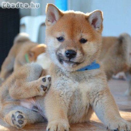 Shiba inu puppies