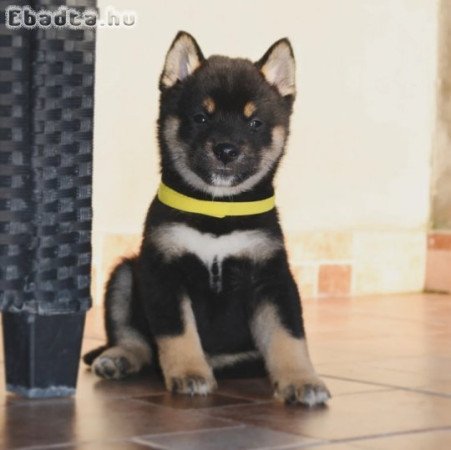 Shiba inu puppies