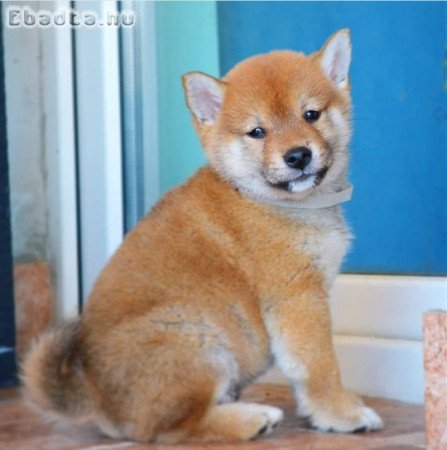 Shiba inu puppies