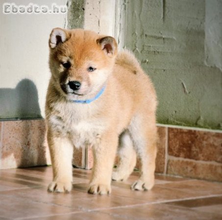 Shiba inu puppies