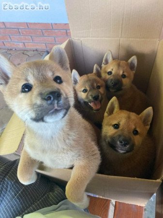 Shiba inu kiskutyák