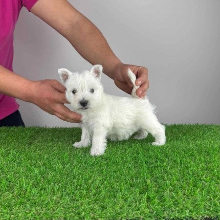 Westie West Highland White terrier