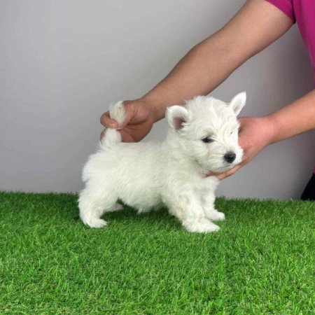 Westie West Highland White terrier