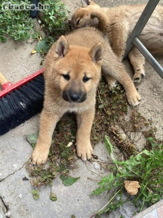 Shiba inu kiskutyák