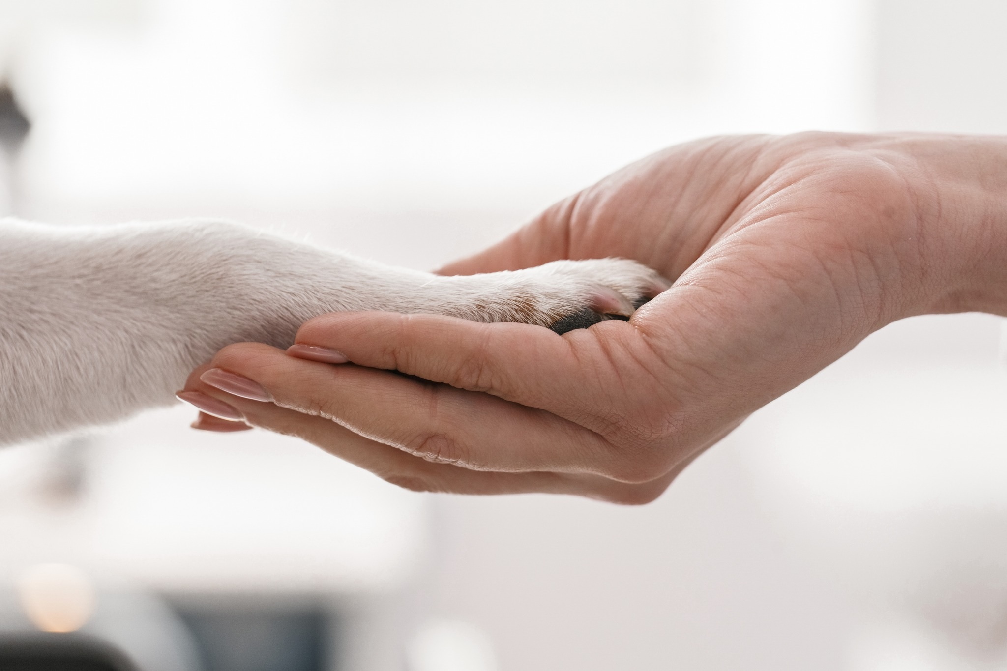 Petplex - a kutya komplexum