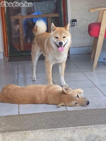 Shiba inu kiskutyák