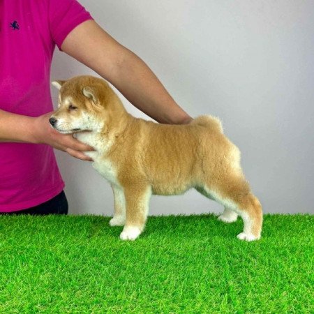 Shiba Inu