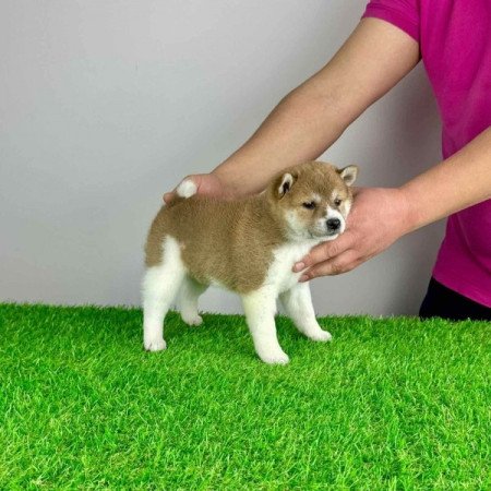 Shiba Inu