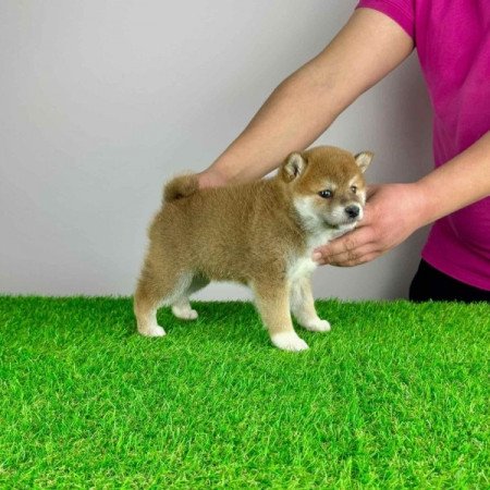 Shiba Inu