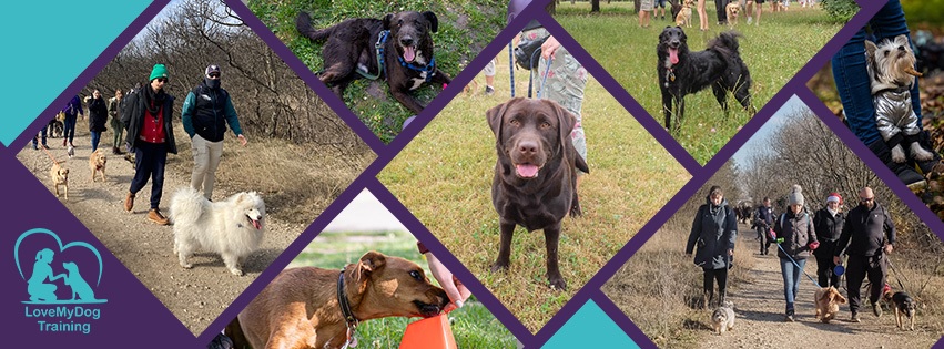 Love My Dog Training Kutyaiskola