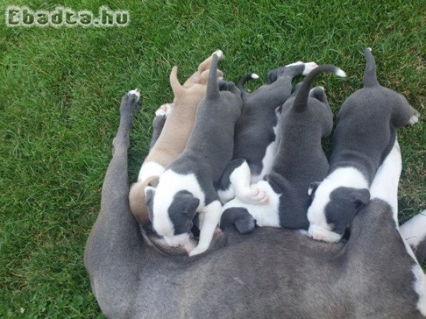 Keresik szerető gazdijukat Amstaff kiskutyák